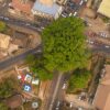 Cotton Tree Above