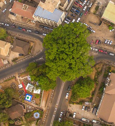 Cotton Tree Above