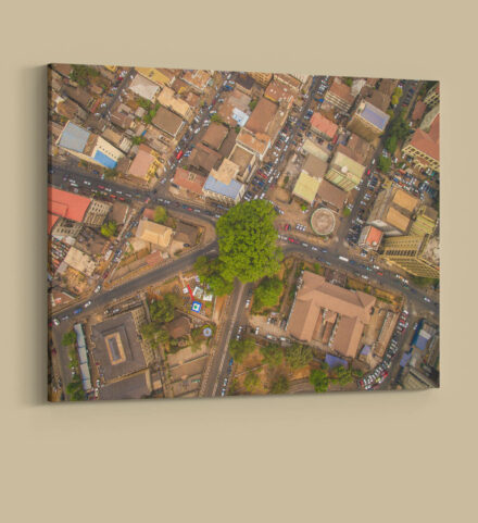 Cotton Tree Above