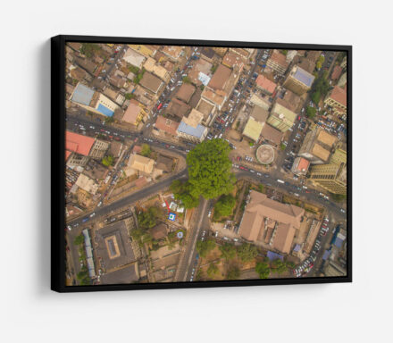 Cotton Tree Above