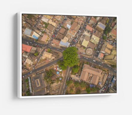 Cotton Tree Above